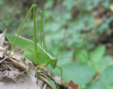 Katydid
